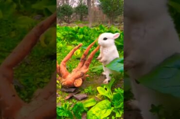 Cute rabbit eating carrot #shorts