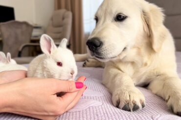 Golden Retriever Puppy Meets Tiny Bunnies for the First Time