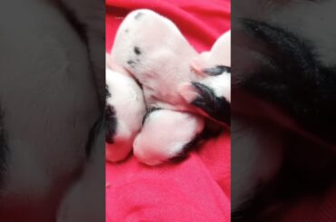 #rabbit #short #cute #cute #baby #rabbit#2023 #shorts #viral #video