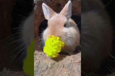 #Cute #rabbit  #my #cute