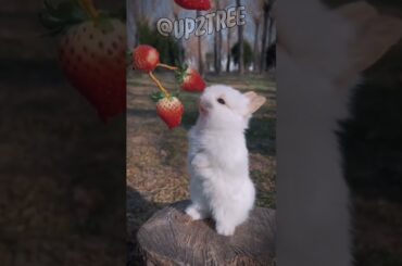 Cute rabbit. Very cute bunny