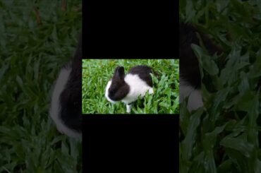 CUTE RABBIT BABY#short#viral