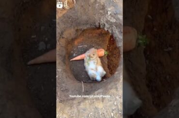 Cute Baby Bunny Eating Carrot
