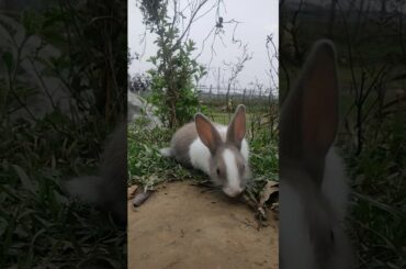 Cute rabbit #rabbit #shorts