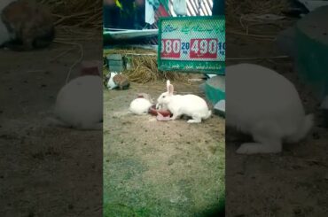 Cute Bunny's l #rabbits #shorts #viralshorts