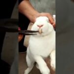 cute rabbit funny video #pets #subscribe #ytshorts #rabbit #shorts #animals #viral