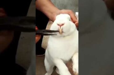 cute rabbit funny video #pets #subscribe #ytshorts #rabbit #shorts #animals #viral
