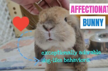 Rare Personality: Affectionate Cute Bunny Rabbit