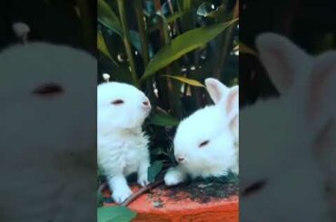 Cute Rabbit || #short #viral #trending