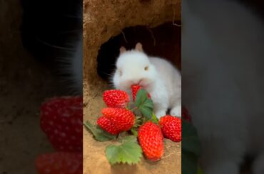 #cute #rabbit
