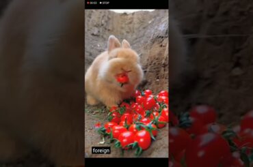 so cute rabbit video#cute#viral#short