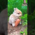 cute rabbit eating carrot #animals  #shorts