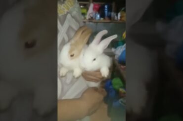 Huggy & Waggy cute bunnies #cutebunnies #adorablepet #cute #rabbit