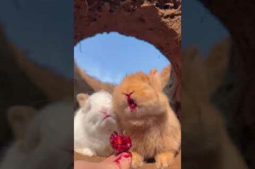 Cute Rabbit Eating Delicious Food#shorts #rabbit