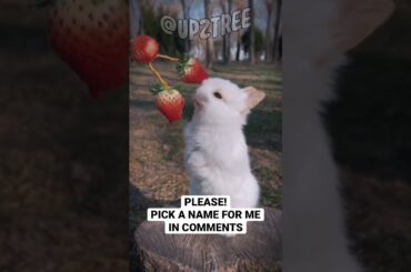 Cute rabbit ask for name. Cute bunny