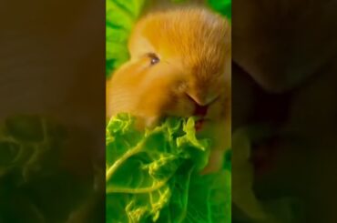 cute rabbit on earth