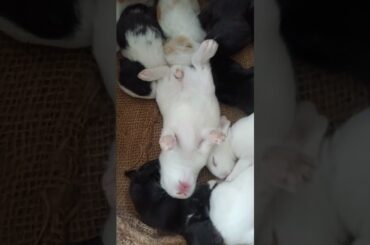 Cute baby bunny sleeping