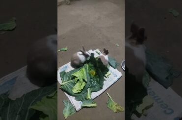 Cute rabbit #rabbit #shorts