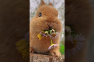 Cute baby rabbit #shortsvideo #short #shorts
