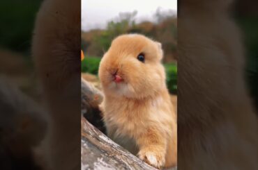 Cute Rabbit. A Beautiful Moment #shorts