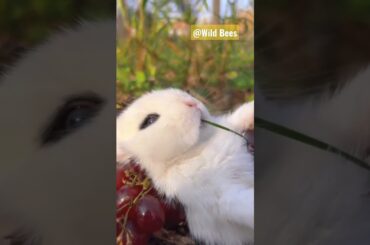 Cute Rabbit on the way to eat fruits #wildbees #nature Fat Cute Rabbit