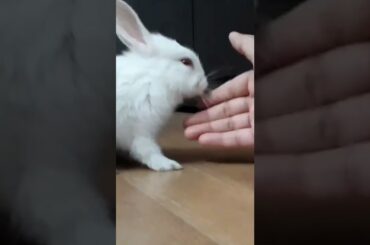 Cute Baby Bunny Guplu #shorts #short #youtubeshorts #baby #bunny