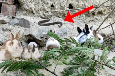 Cute Baby Rabbits Playing,Feeding Activities|Bunny Rabbit (Baby Rabbits)