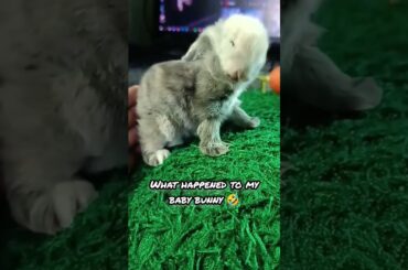 #shorts #bunny #rabbit #animals #cute what happened to my baby bunny