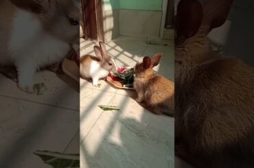 My Cute Baby Rabbits #viral #video #viralvideo #cute #rabbit