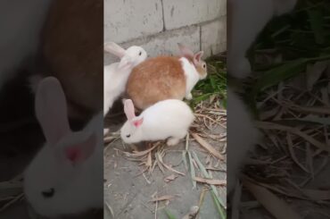 cute rabbit #adorablepet #cute #rabbit #cuterabbit