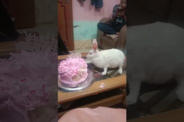 cute rabbit ka birthday Celebration #pets #subscribe #shorts