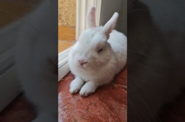 cute bunny sleeping #shorts #bunny