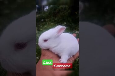 #cute bunny #13days old #beautifull animal #shortsvideo