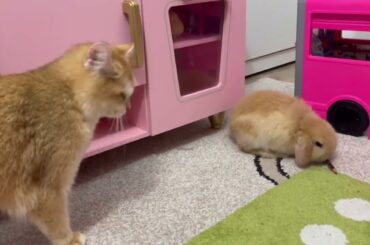 Introducing cute bunny to beautiful cat