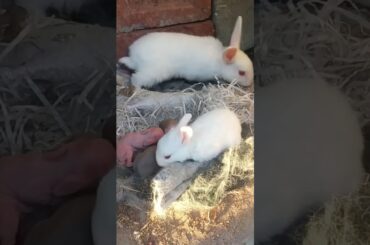 Baby Bunnies II Rabbit Babies II Cute Baby Rabbits