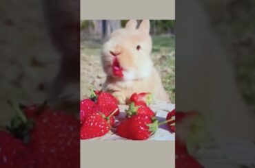 Cute Bunny Eating Strawberries #shorts #bunny #cutebunny #animals