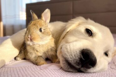 Cute Golden Retriever Puppy and Tiny Bunny