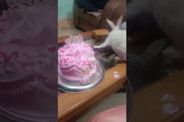 cute rabbit birthday #pets #subscribe #shorts