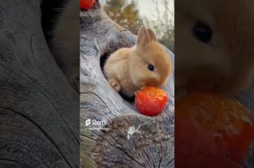 cute rabbit funny eating #shorts #subscribe #pets