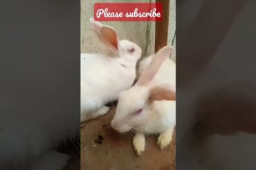 cute baby rabbit playing #pets #subscribe #shorts