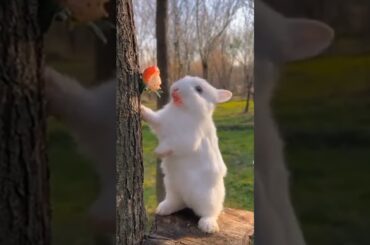 cute rabbit A beautiful moments #rabbit #shorts