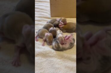 Cutest baby bunnies!!!