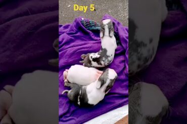 5th day cute new born baby rabbits @ayushisworld1#shorts #rabbit   #ytshorts #yt #ytindia  #viral