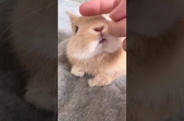 cute rabbit funny video#pets #shorts #subscribe
