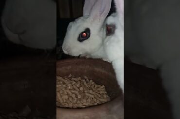 #rabbit #pets #farming #animal #cute #bunny #beauty #care #love #utubeshorts #bunnyboy #youtube