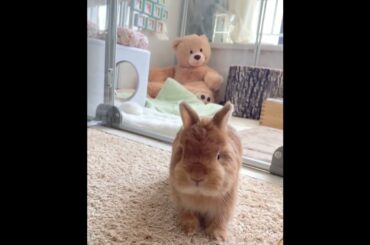 Beautiful Rabbit Video #short #shorts #viralshorts #baby#pet #viral#youtube #trending #ytshorts#pets