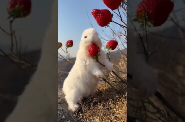 Cute rabbit | rabbit | nature