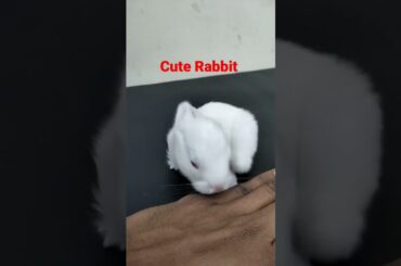 #Cute #Rabbit #baby|| cute #animal rabbit