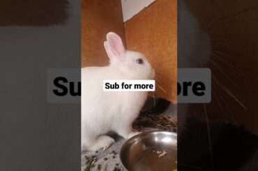 Cute bunny eating #shorts