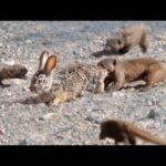 Mongooses Tear Baby Hare Apart